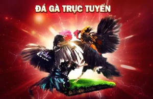 Đá Gà WS168 Tại XocDia88 - Trải Nghiệm Cá Cược Đỉnh Cao